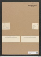 Nitzschia frustulum (Kuetz.) Grun. (de-Toni-Nr.: Genus 47, Species 2134) Zeichnungen Sammlung Grunow Nr. 4295 (NHMW-BOT-W0372307)